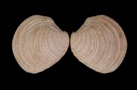 藏品(小蛋糕簾蛤)的圖片